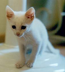 Tina - foto: Doraci Parollo