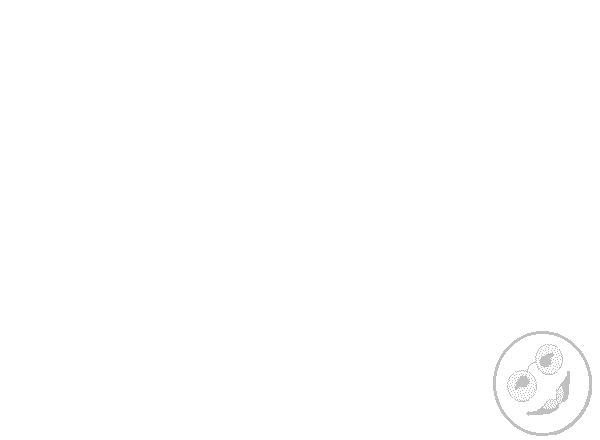 The Paisley Turtle Mascot