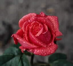 rose