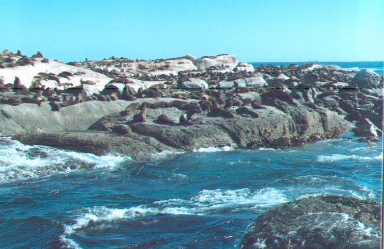 seals and more seals on the rocks off Hout Bay Cape Town
