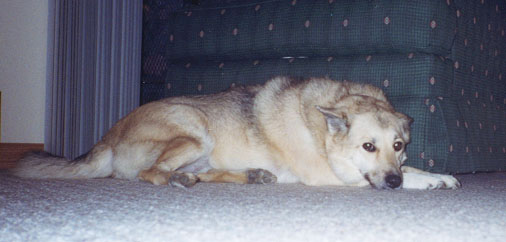 Sheba-puppy