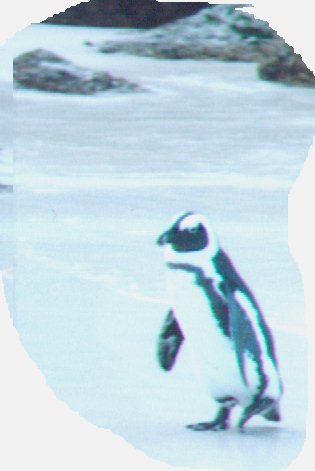 a jackass penguin