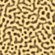 leopard.jpg