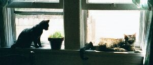 Puppy & Kitty