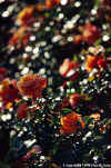 Roses in Nyon backlit