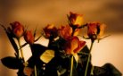 A bouquet of Roses