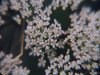 Macro shot
