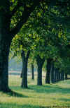 Trees in Cheserex-soon after dawn