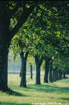 Trees in Cheserex-soon after dawn