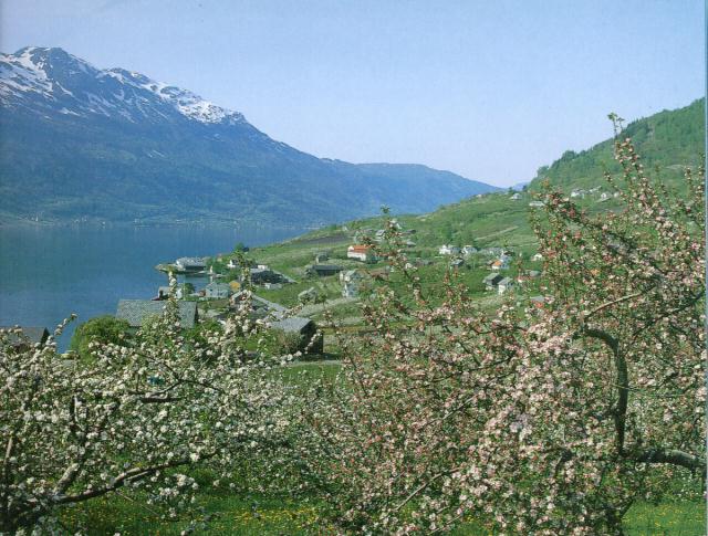 Hardanger, the most beautiful fjord in Norway