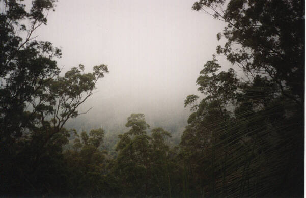 Looking down from the mountain near Nimbin