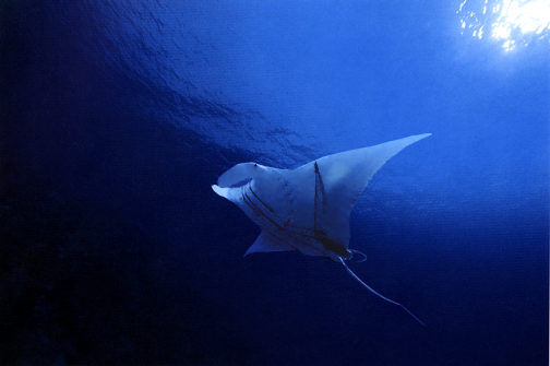 manta