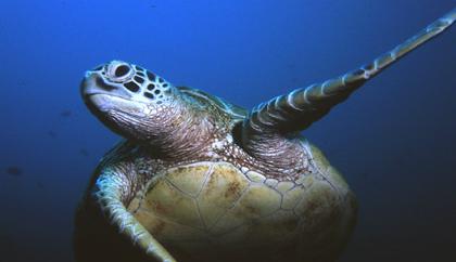 sipadan_63.jpg (12270 bytes)