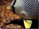 angel fish