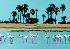 Flamingoes, Kenyan beauty