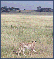 African 'Hunting' Cheetah