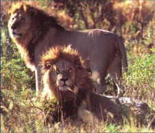 African Lion, King of tha Jungle