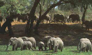 Zimbabwe's Natural Glory