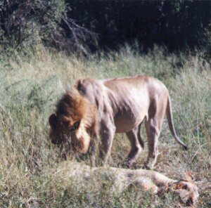 Hungry Lions