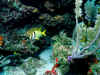 fish2.JPG (83679 bytes)