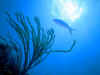 fish3.JPG (31016 bytes)