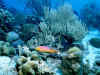 fish4.JPG (75035 bytes)
