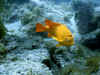 fish5.JPG (57680 bytes)