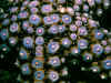 life2.JPG (70478 bytes)