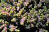 life9.JPG (75226 bytes)