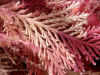 plant1.JPG (58854 bytes)