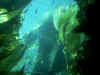 plant5.JPG (35295 bytes)