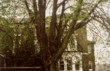 The "Hand" Tree