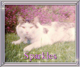 We Miss you Sparkles