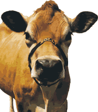 "MoooOOOOoOooooOOoo!"
