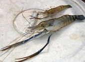 Prawns