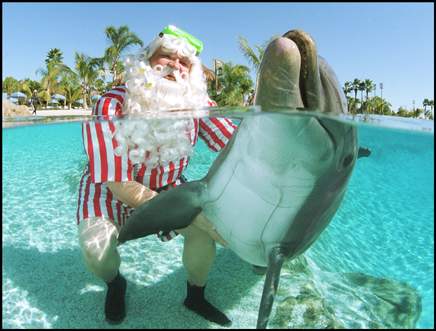 dolphinsanta.jpg (26173 bytes)