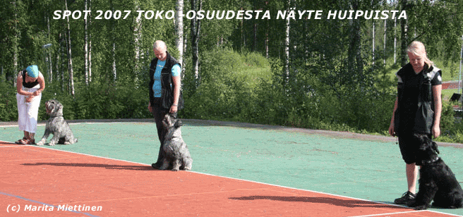 toko_osuus1