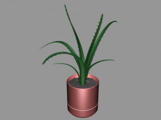 Aloe vera plant