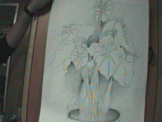 contour drawing