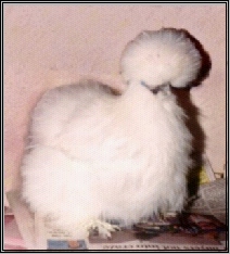 froey