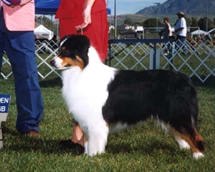  Eldorado Aussies

Kuvassa: Melody's Flashpoint At Eldorado