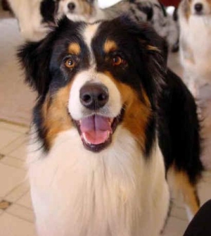  Eldorado Aussies

Kuvassa: Melody's Flashpoint At Eldorado