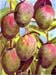 mangos