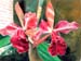 orchids2