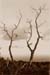 2trees