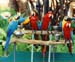 birds