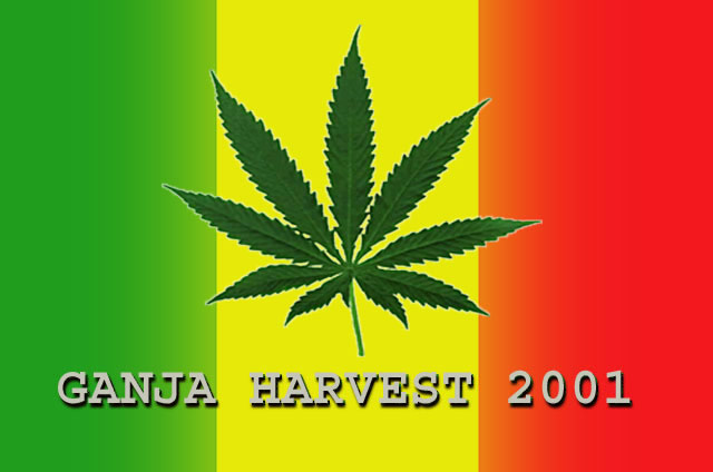 we love weed, smoke weed everyday ,flippen,trippen,hashish,hashiesh,hachisch