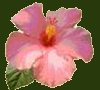 beautiful hibuiscus