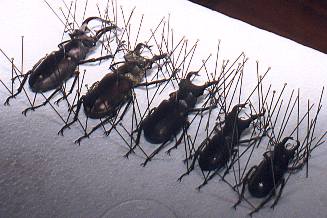 Pinning of stag beetle specimens
