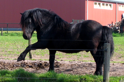 Stoere Zwier